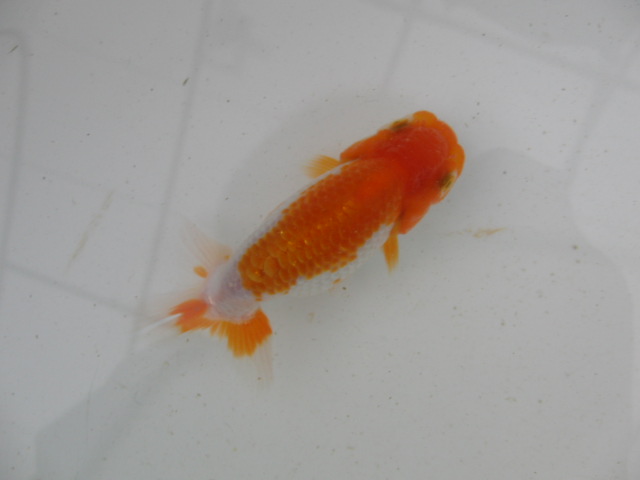 h21 7 31.JPG