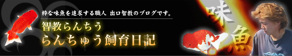 智教らんちう らんちゅう飼育日記