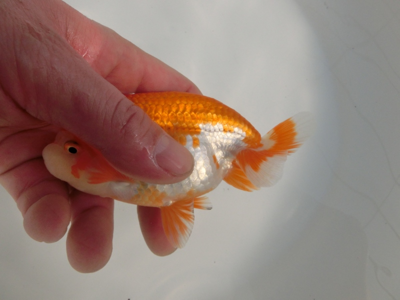 【らんちゅう二歳魚】尾型抜群の明け二歳　