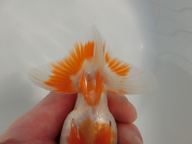 【らんちゅう二歳魚】尾型抜群の明け二歳　