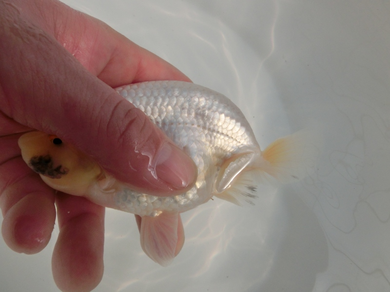 【らんちゅう二歳魚】背幅のある綺麗な白明け二歳