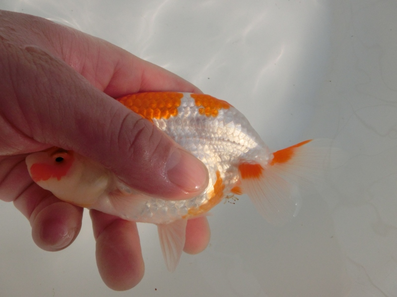 【らんちゅう二歳魚】雰囲気の良い仕上がり