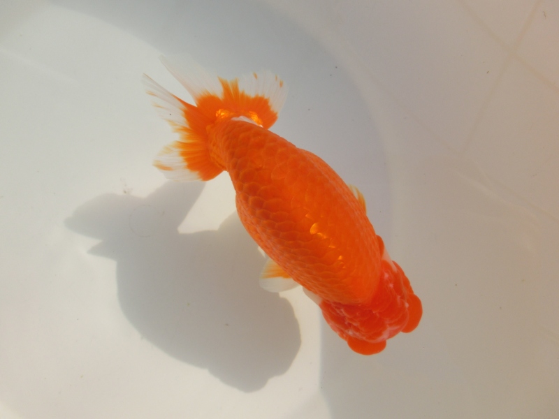 観賞用らんちゅう2歳魚 協会系 らんちゅう 二歳魚