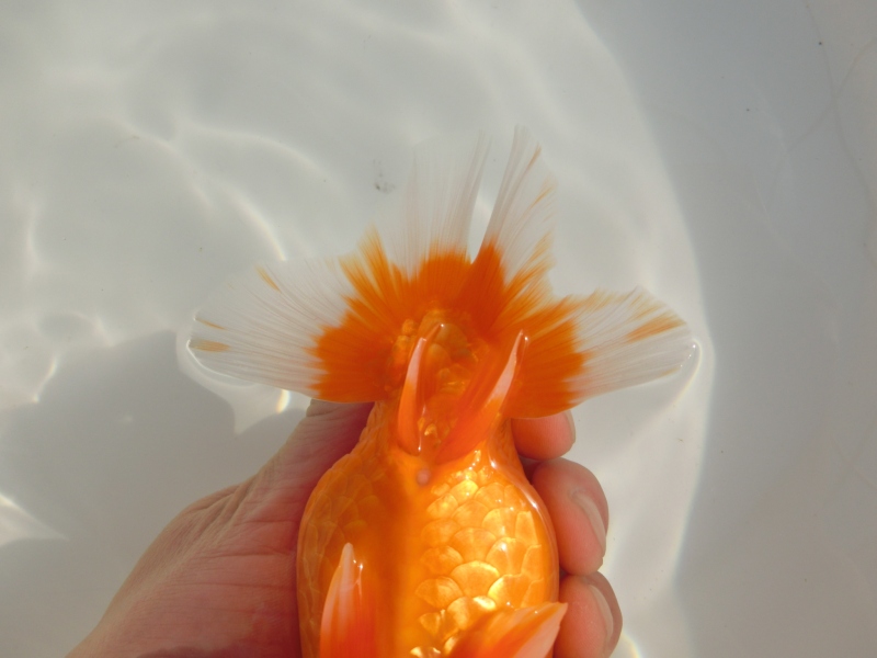 らんちゅう二歳魚】明け二歳 飼い込みお勧め | 智教らんちう