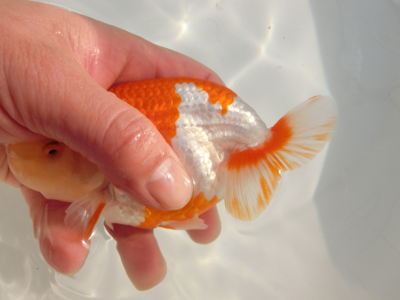 らんちゅう 明2歳 3匹セット