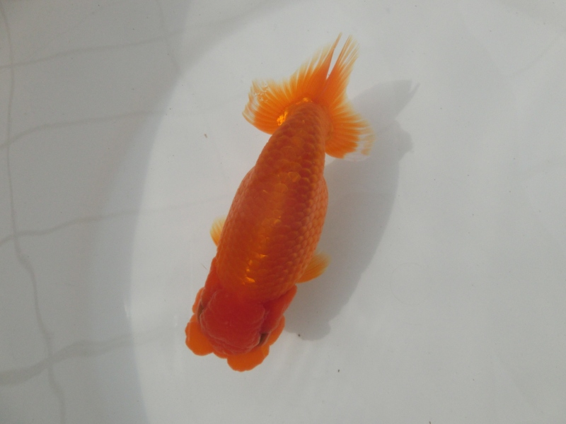 【らんちゅう二歳魚】ご注文有難う御座いました。