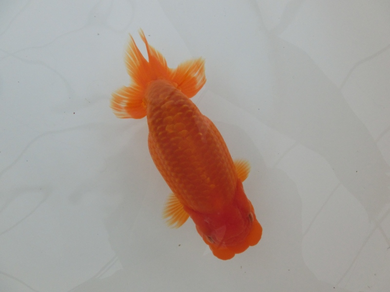【らんちゅう二歳魚】ご注文有難う御座いました。
