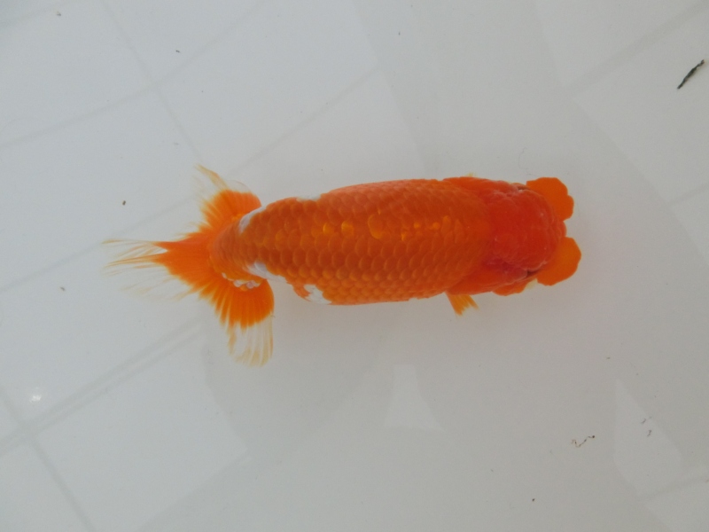 【らんちゅう二歳魚】ご注文有難う御座いました。