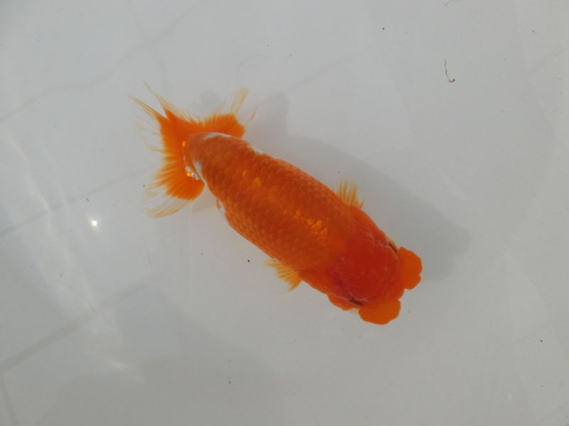 【らんちゅう二歳魚】ご注文有難う御座いました。