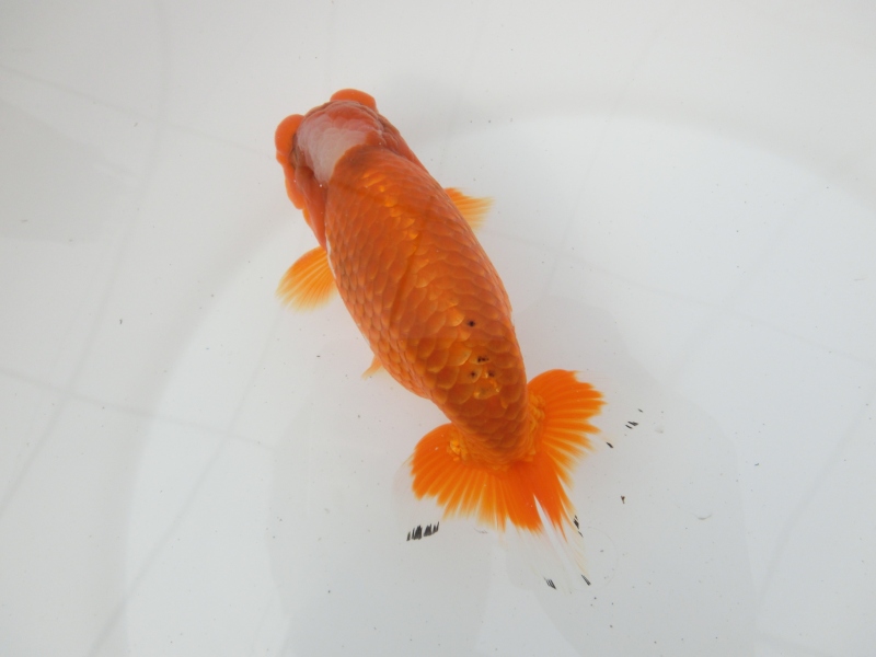 【らんちゅう二歳魚】四尾　二本舵　約14センチ