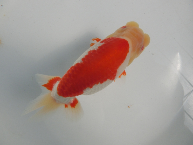 【らんちゅう親魚】艶のある更紗　三歳魚