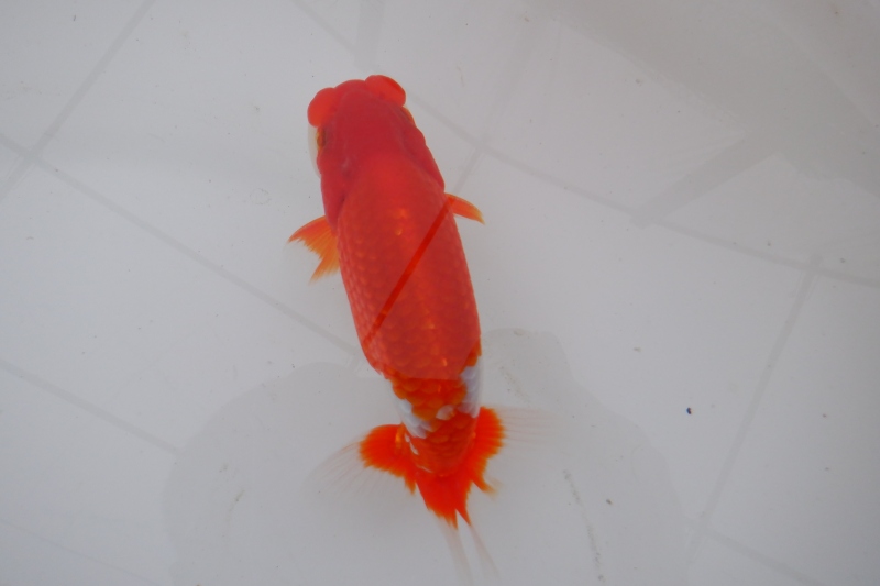 【らんちゅう二歳魚】明け二歳らんちう　4