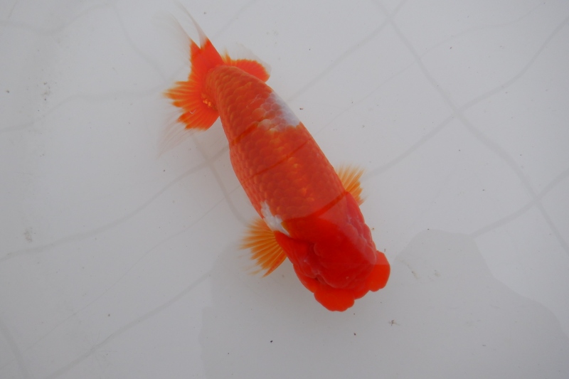 【らんちゅう二歳魚】明け二歳らんちう　6