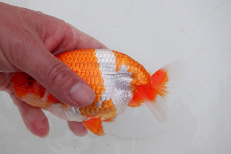 【らんちゅう二歳魚】明け二歳らんちう　6
