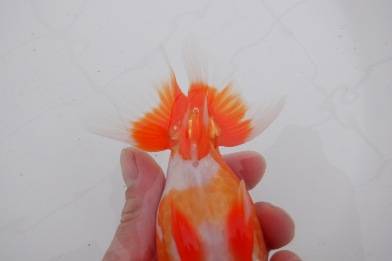 【らんちゅう二歳魚】明け二歳らんちう　6