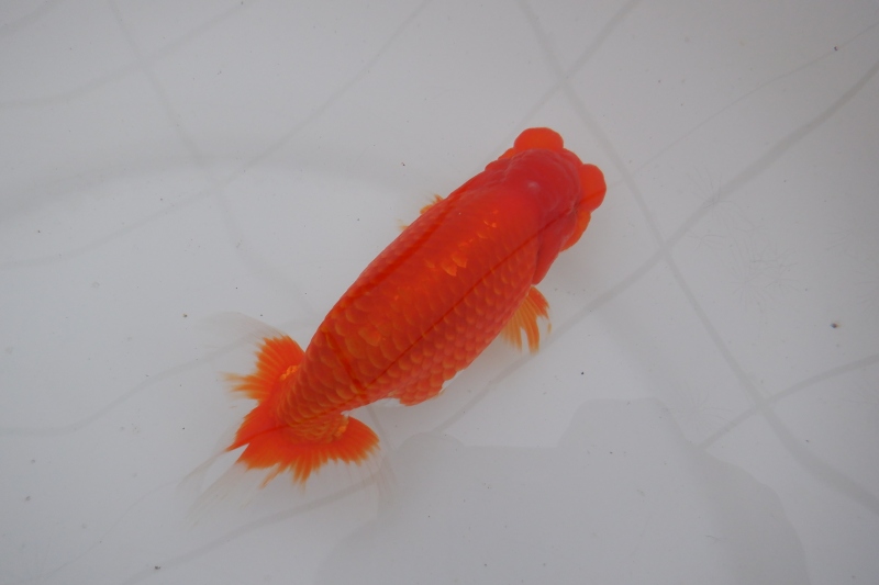 【らんちゅう二歳魚】明け二歳らんちう　8