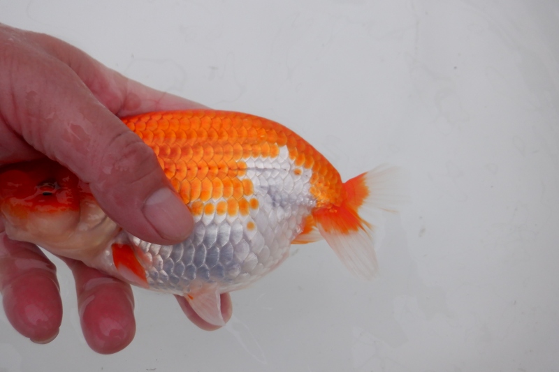 【らんちゅう二歳魚】明け二歳らんちう　8
