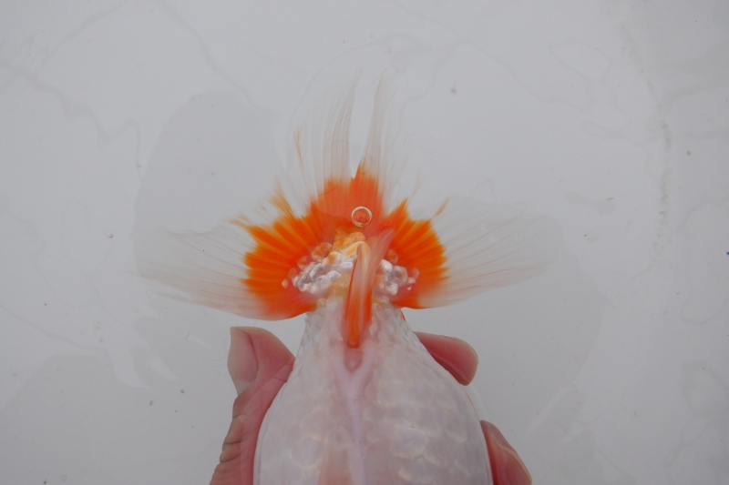 【らんちゅう二歳魚】明け二歳らんちう　8
