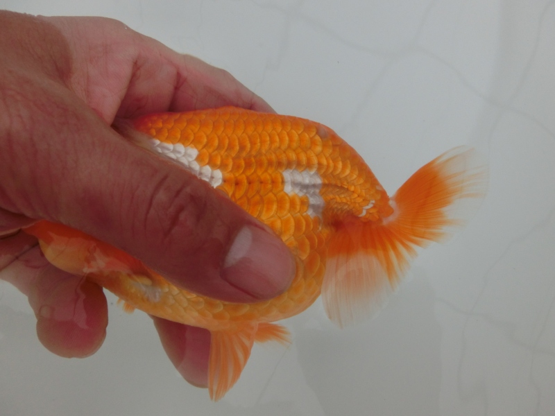 【らんちゅう二歳魚】前がかりの効いた尾型