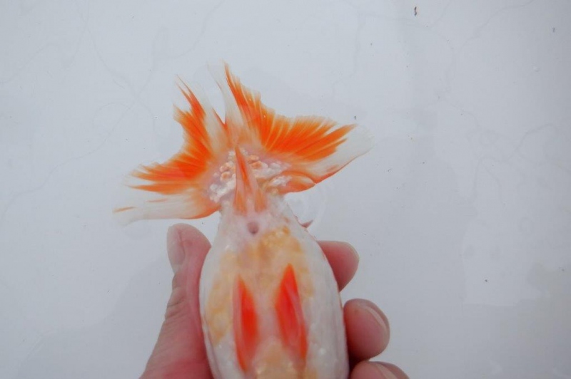 【らんちゅう二歳魚】文化連合会、二歳会、西関脇