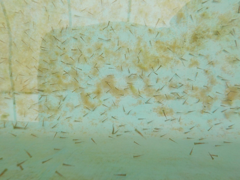 【らんちゅう黒仔】2022年　3月生まれの稚魚　300尾+α
