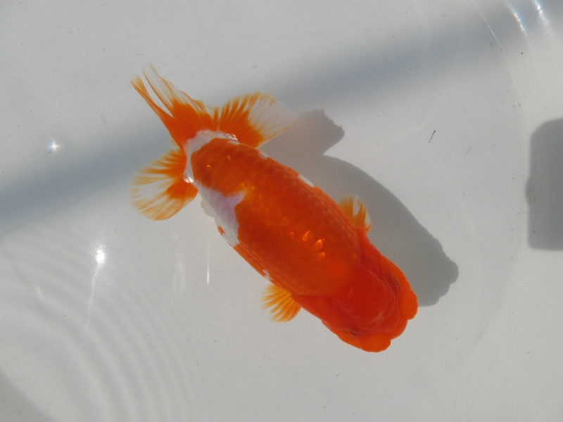 【らんちゅう二歳魚】背、腰の綺麗な更紗