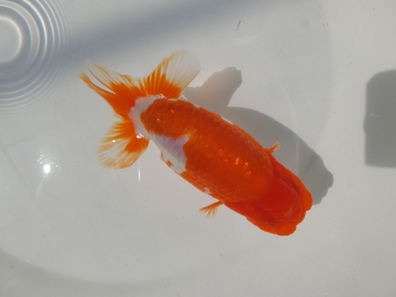 【らんちゅう二歳魚】背、腰の綺麗な更紗