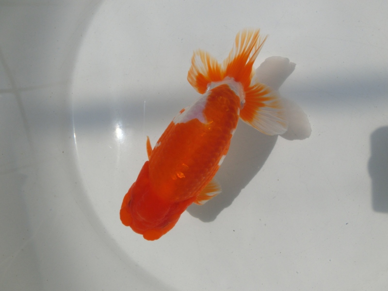 【らんちゅう二歳魚】背、腰の綺麗な更紗