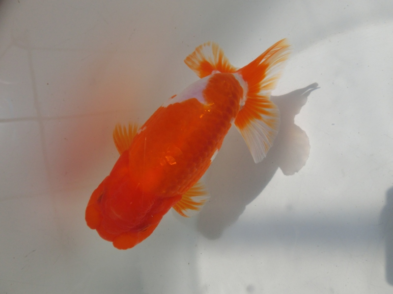 【らんちゅう二歳魚】背、腰の綺麗な更紗