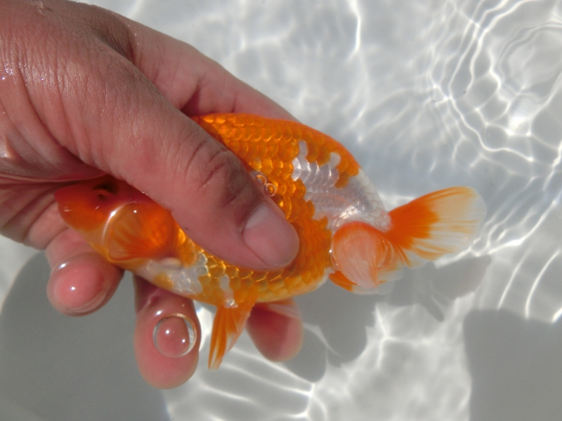 【らんちゅう二歳魚】背、腰の綺麗な更紗