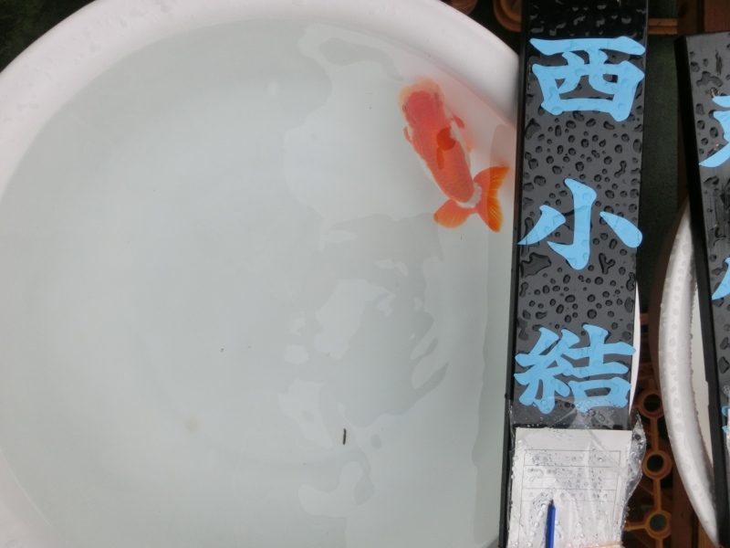 【らんちゅう親魚】西小結 完売