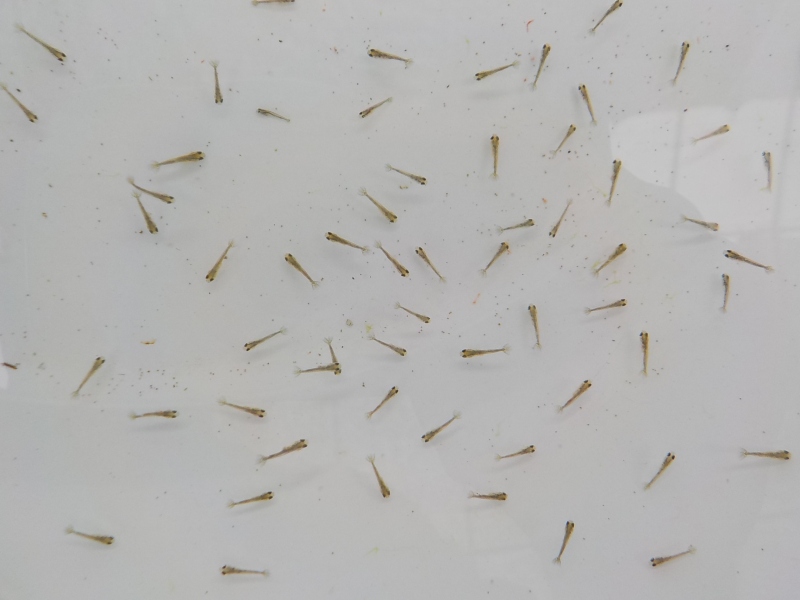 【らんちゅう黒仔】稚魚、毛仔より少し大きい200尾セット