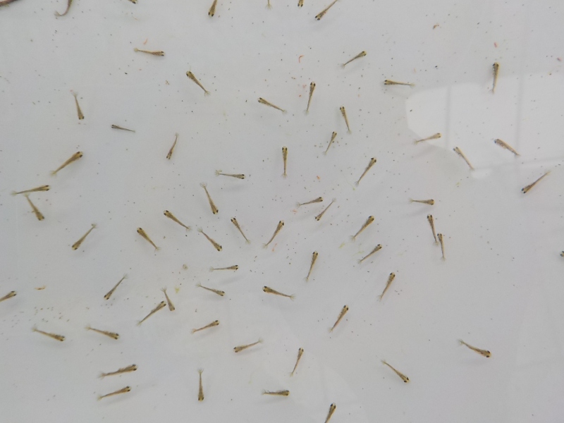 【らんちゅう黒仔】稚魚、毛仔より少し大きい200尾セット