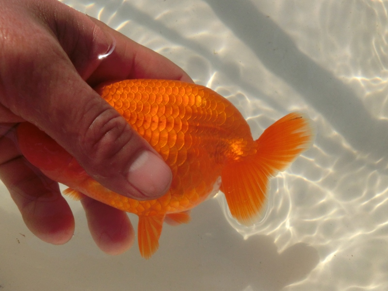 【らんちゅう二歳魚】三重支部二歳会西取締