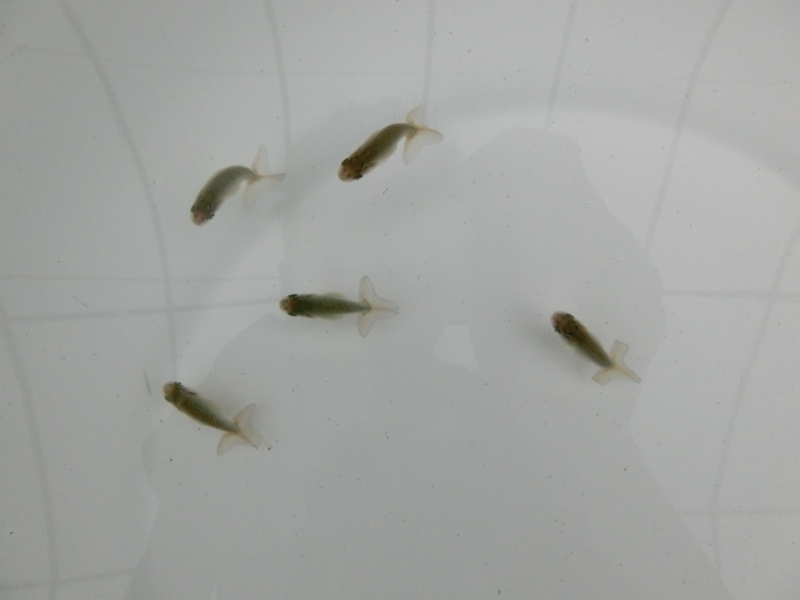 【らんちゅう黒仔】ご注文有難う御座いました。