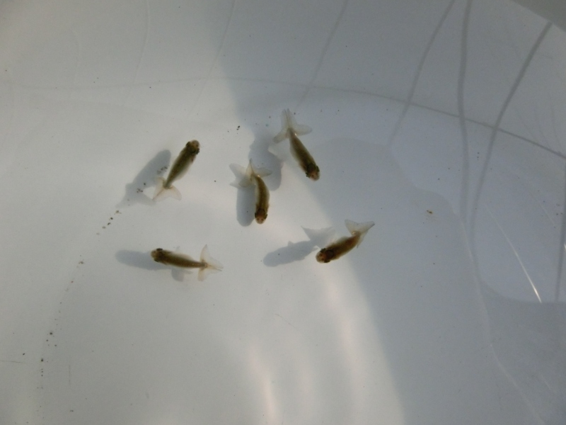 【らんちゅう黒仔】ご注文有難う御座いました。