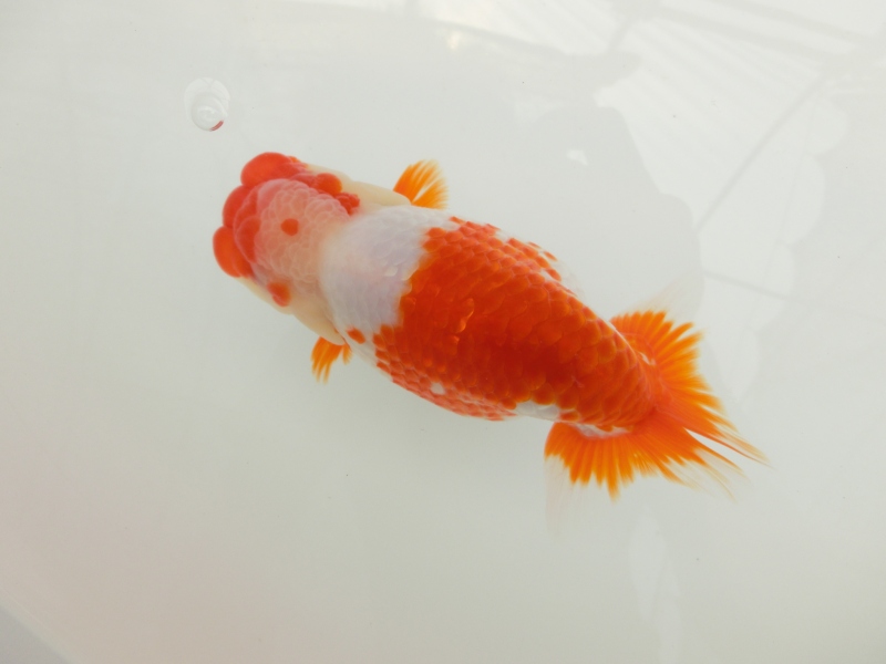 【動画あり】らんちゅう 2歳魚 オス 002 らんちゅう二歳魚四尾 二本舵 約15センチ | 智教らんちう