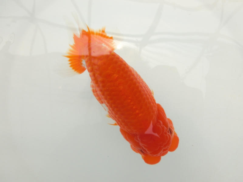 【らんちゅう二歳魚】四尾　二本舵　約14、5センチ