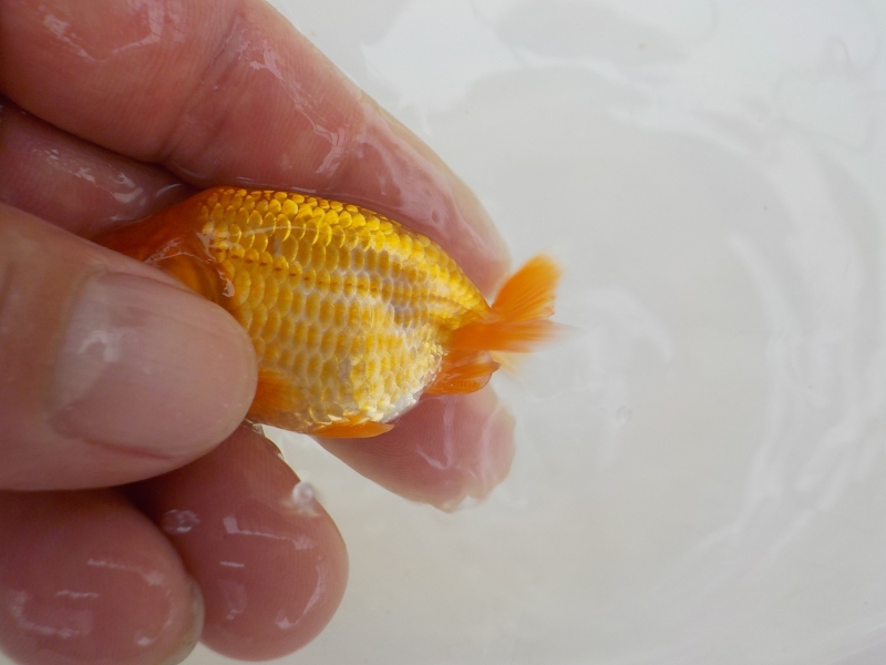 【らんちゅう当歳魚】5月20日　撮影　839番