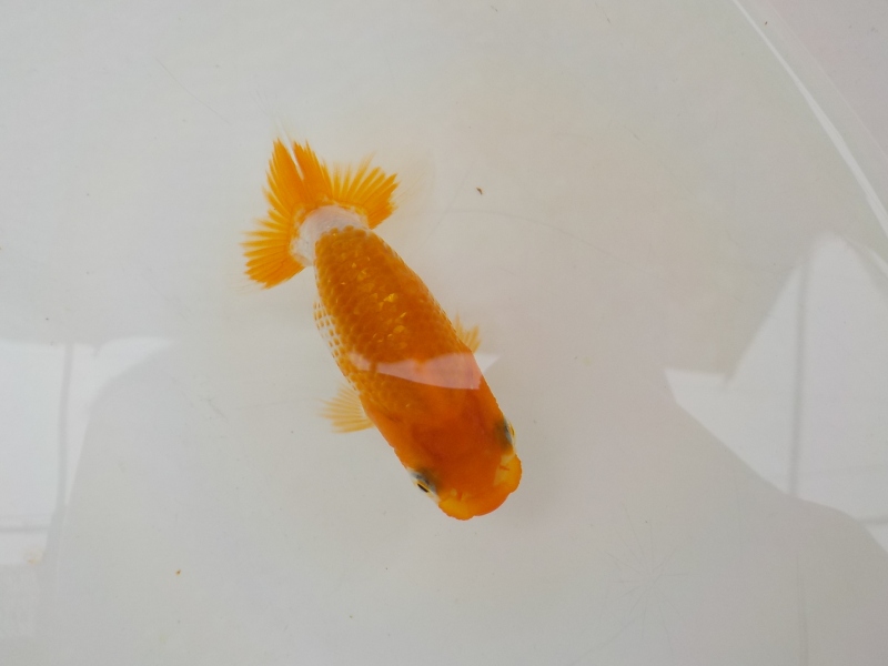 【らんちゅう当歳魚】5月20日　撮影　840番