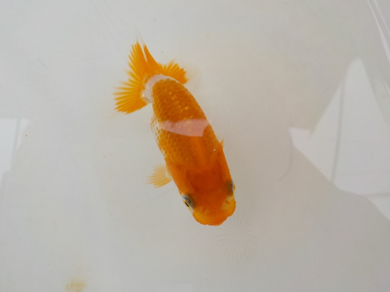 【らんちゅう当歳魚】5月20日　撮影　840番