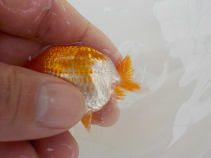 【らんちゅう当歳魚】5月20日　撮影　840番