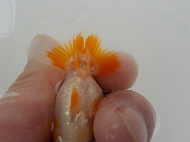 【らんちゅう当歳魚】5月20日　撮影　840番