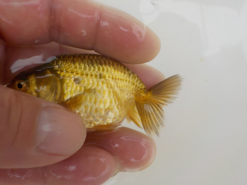 【らんちゅう当歳魚】5月20日　撮影　841番