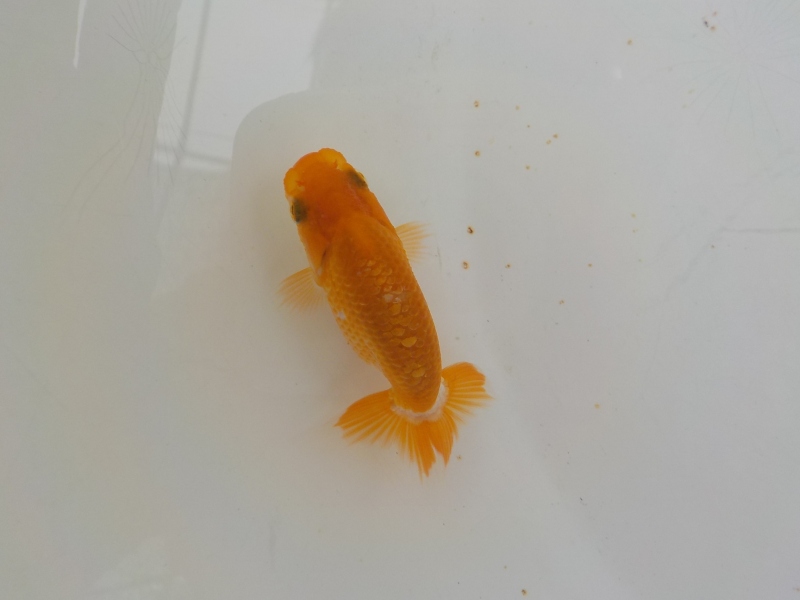 【らんちゅう当歳魚】5月20日　撮影　842番