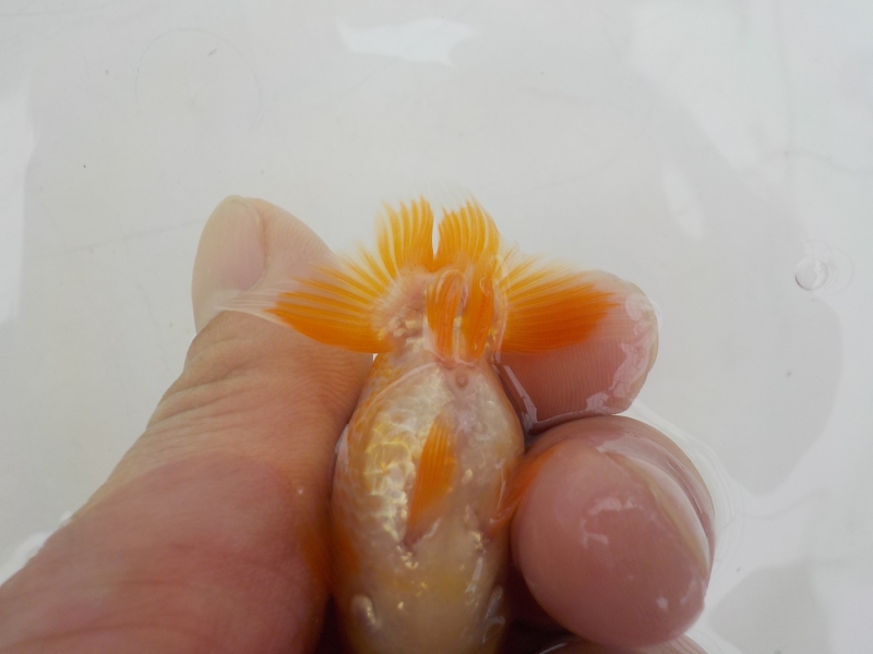 【らんちゅう当歳魚】5月20日　撮影　845番