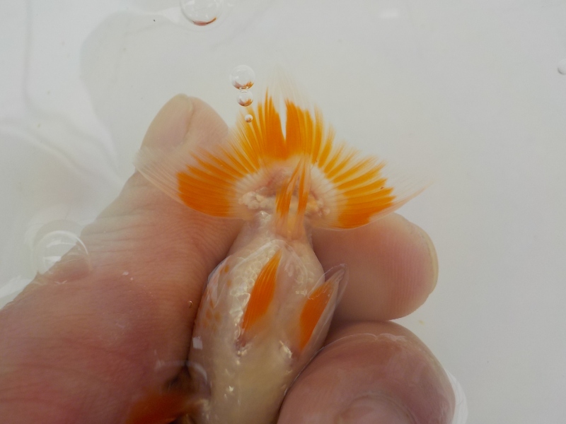 【らんちゅう当歳魚】5月20日　撮影　846番