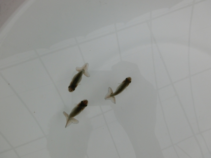 【らんちゅう黒仔】ご注文有難う御座いました。