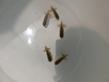 ご注文有難う御座いました。