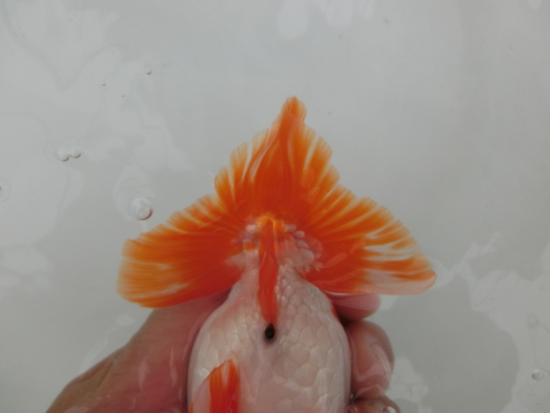 【らんちゅう二歳魚】四尾　二本舵　約13センチ
